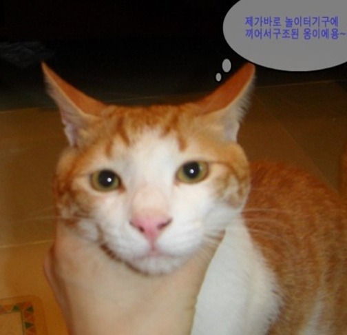 방치라는 학대속에서 구조해온 아이들....관심과 응원 부탁해요 | 네이트 판 방치라는 학대속에서 구조해온 아이들....관심과 응원 부탁해요... 
